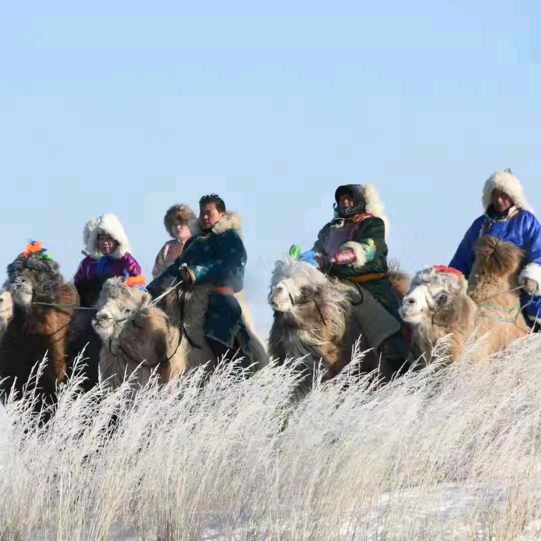 独石海日汗骆驼摄影基地