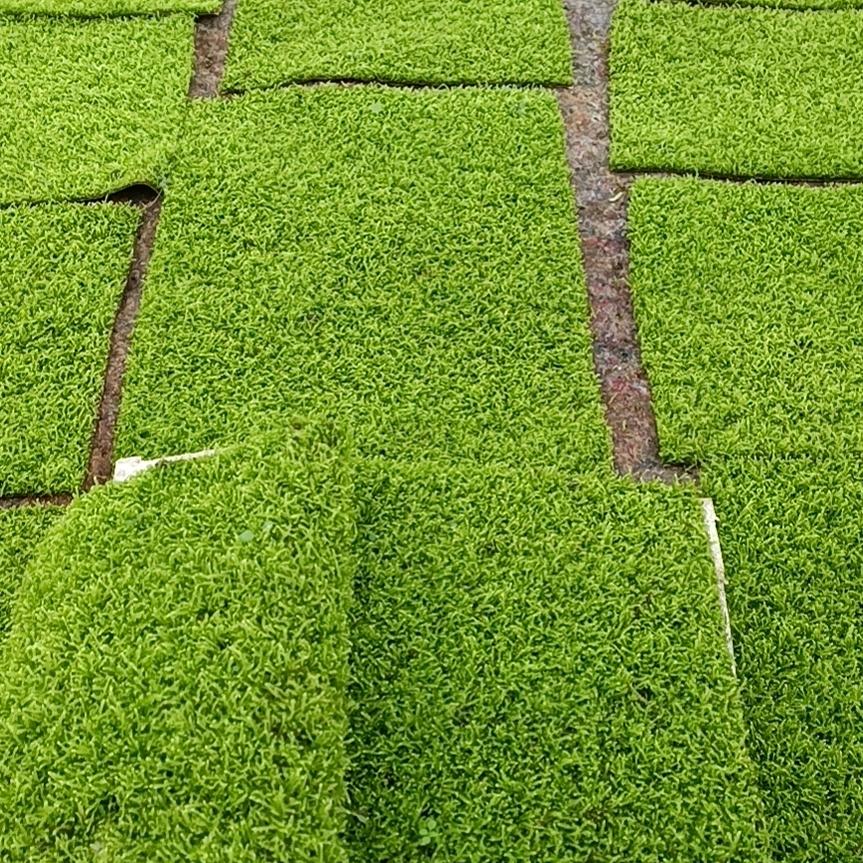 蔡春枝家幸福农场苔藓基地