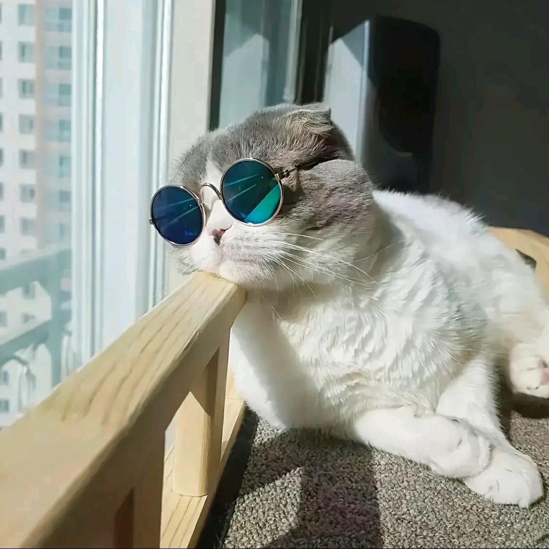 想换一个月亮