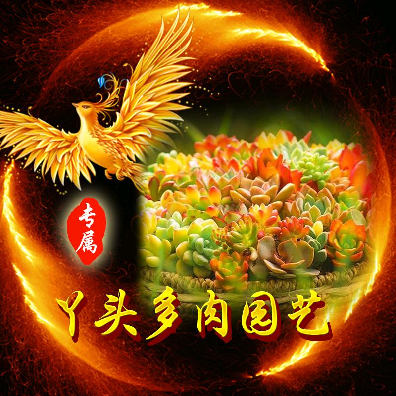 丫头多肉植物园（单拍或实体花店批发）