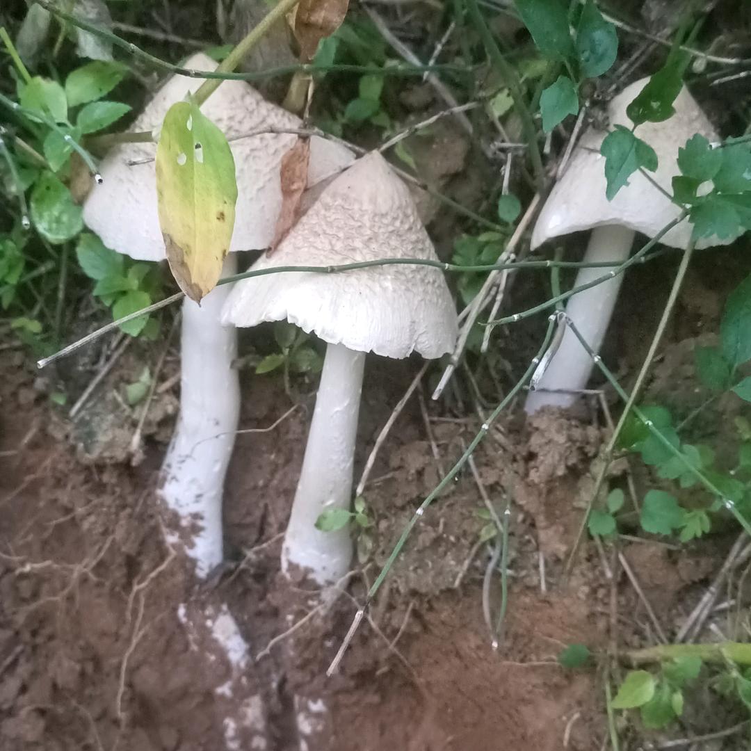 邵秀兰