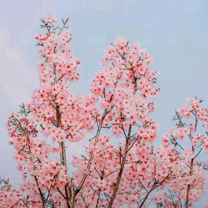 小陶子