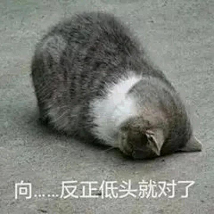 猫毛难处