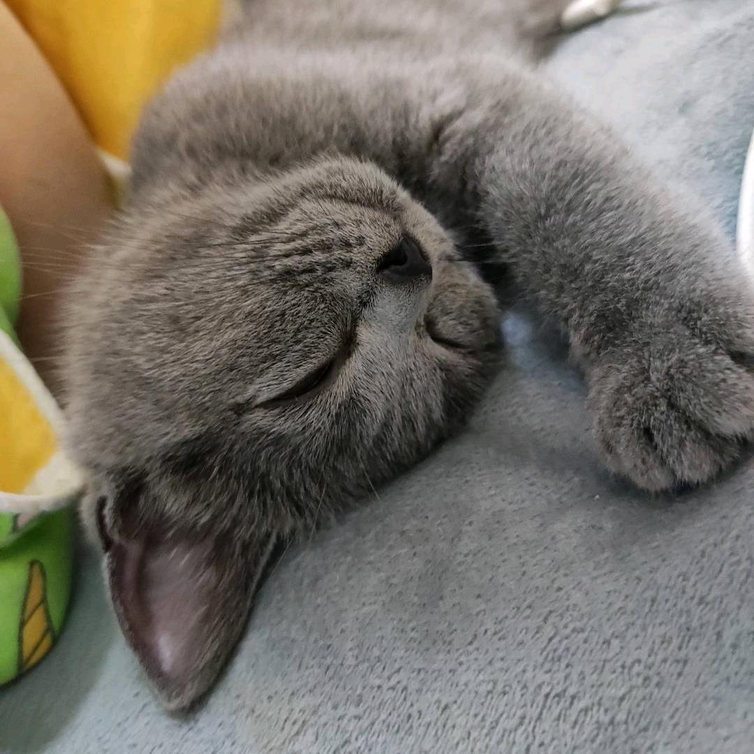 我们喵星人就是这么拽