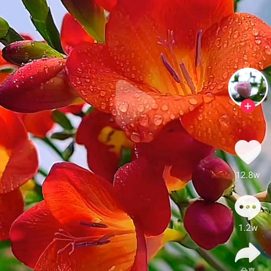 牡丹报喜黄金万两