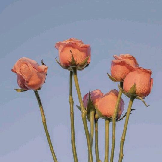 吴业慧