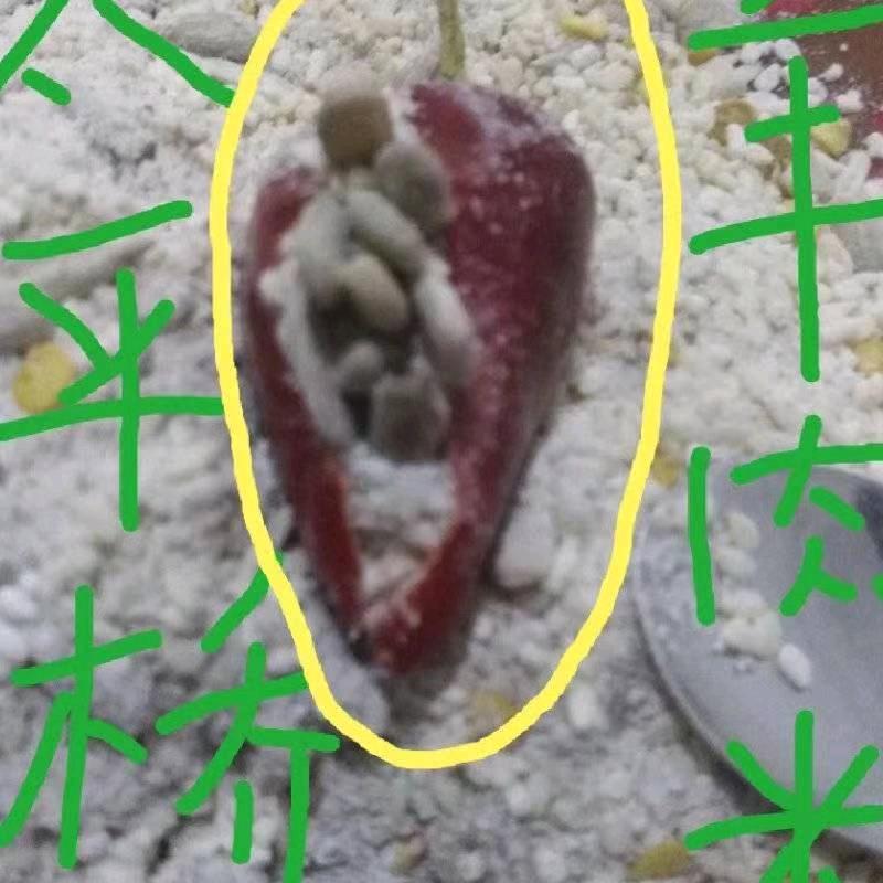 织金太平桥小辣椒羊肉粉