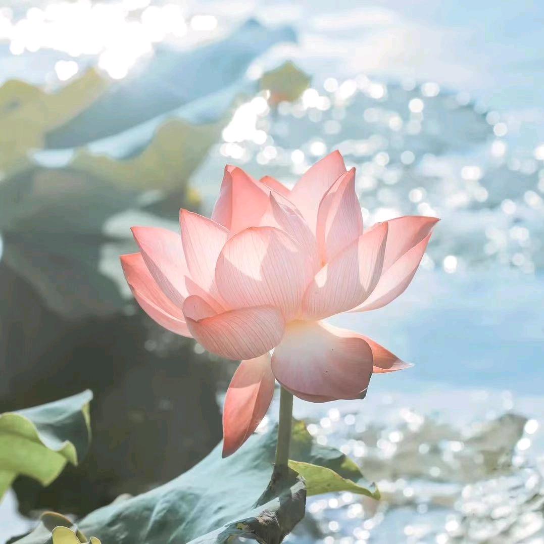 正念👑👑头像