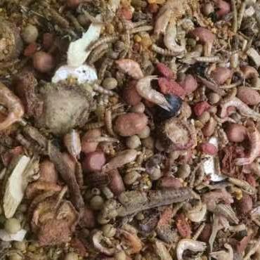 云南精品斗鸟料