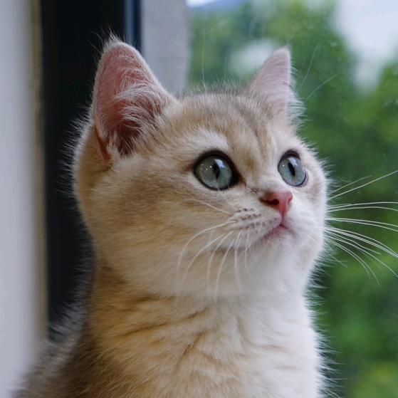 一只钝钝少爷@抖音