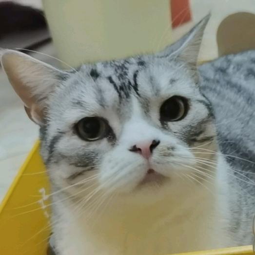 Azzzzz
