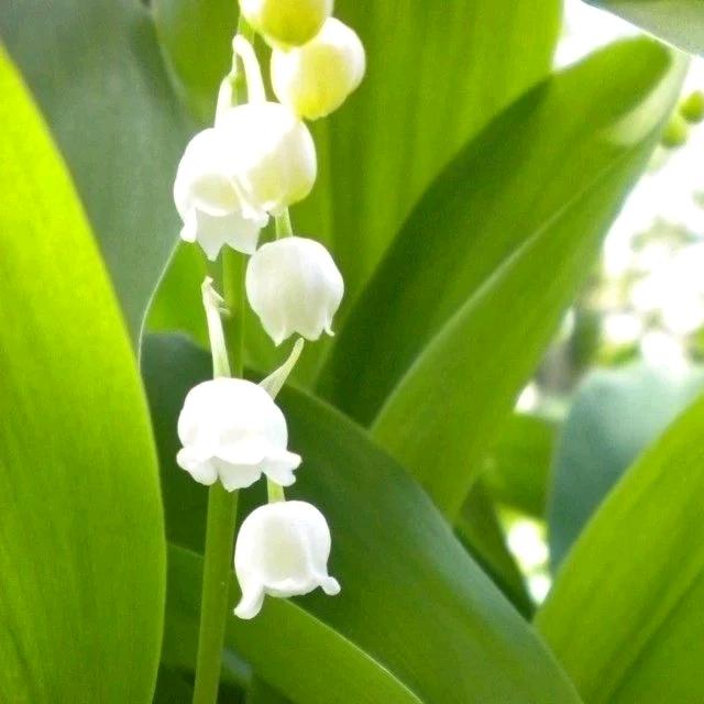 铁打的小花