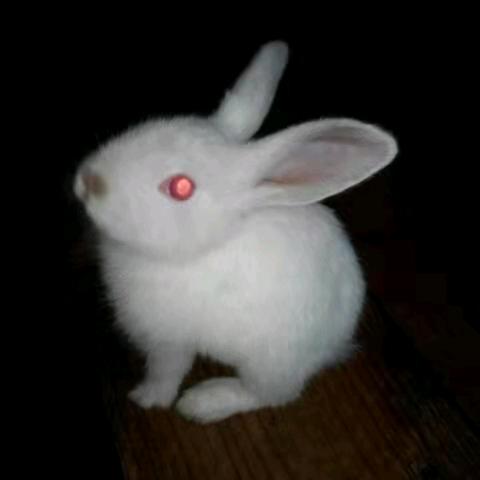 兔子‘