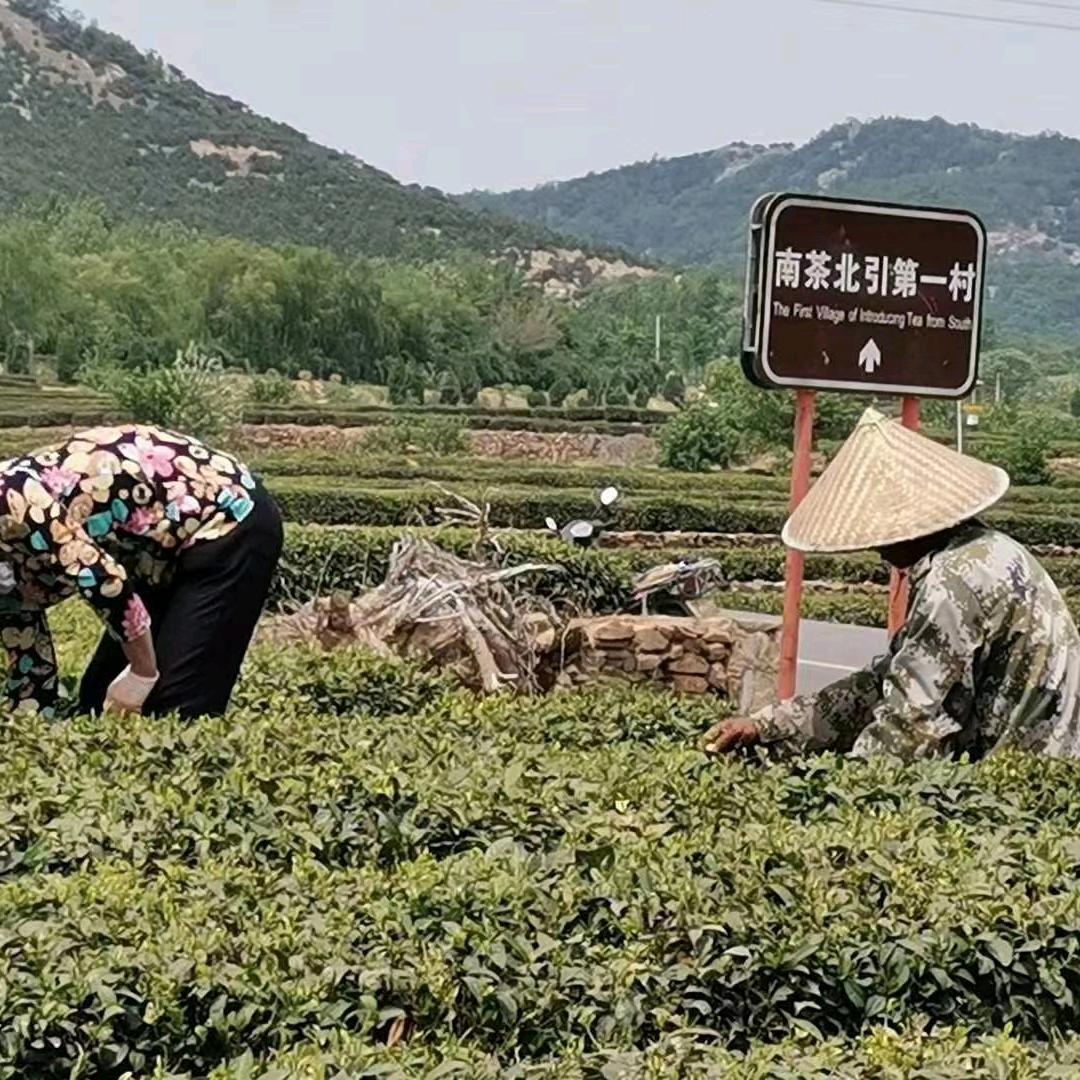 山东鲁岚春茶业有限公司