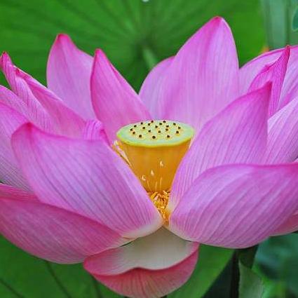 心如莲花