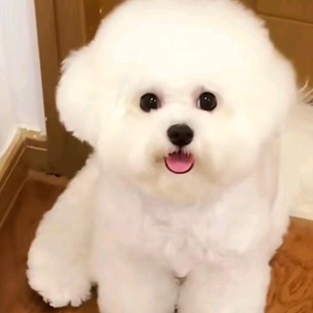 小李萌宠