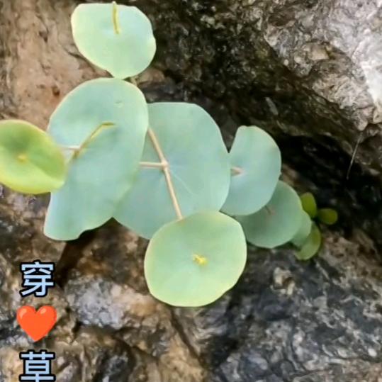 任姐，平安健康