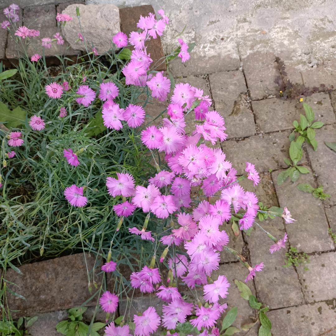 ℋ火辣辣的太阳🍒᭄💞࿐