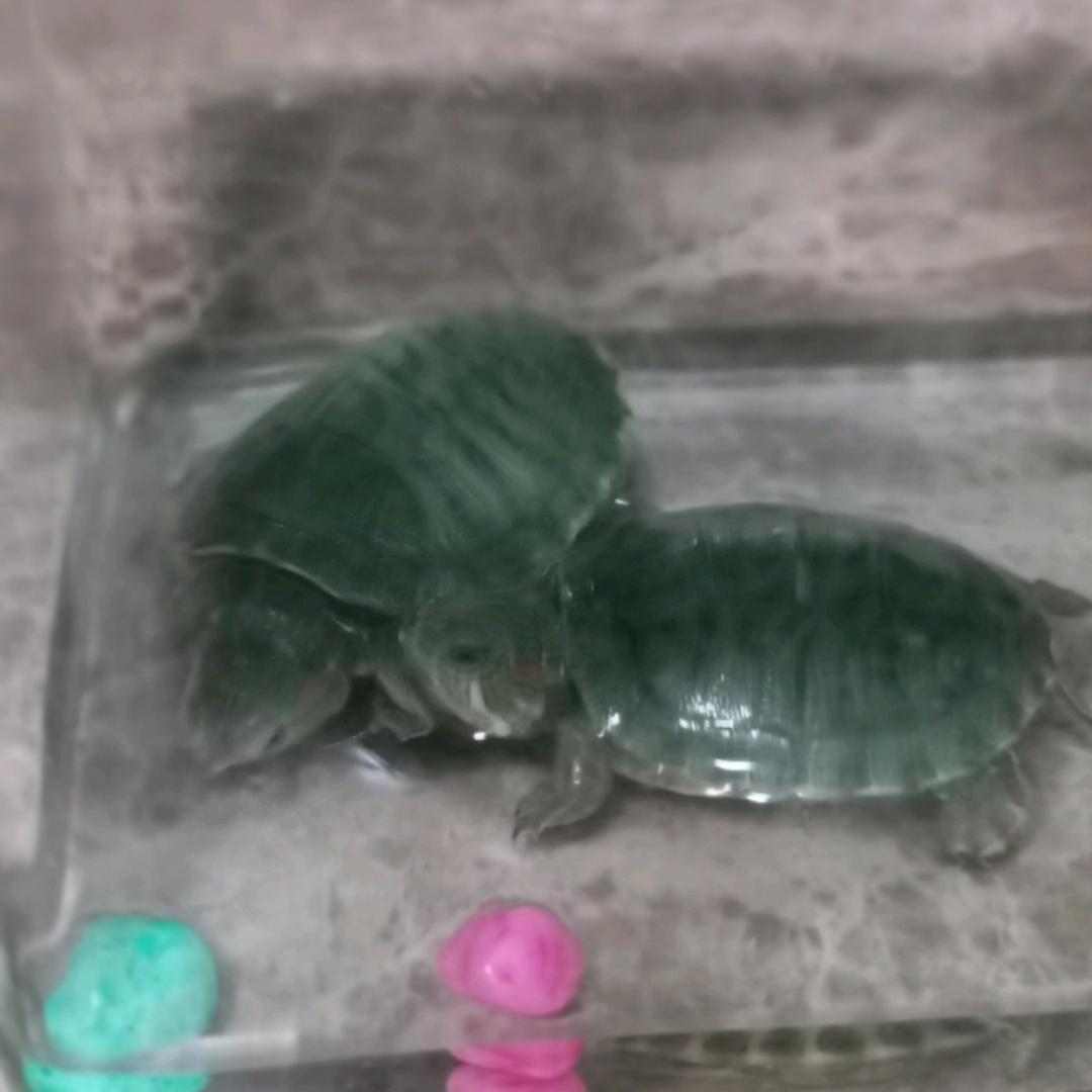 橘子味(๑˘ ³˘๑)