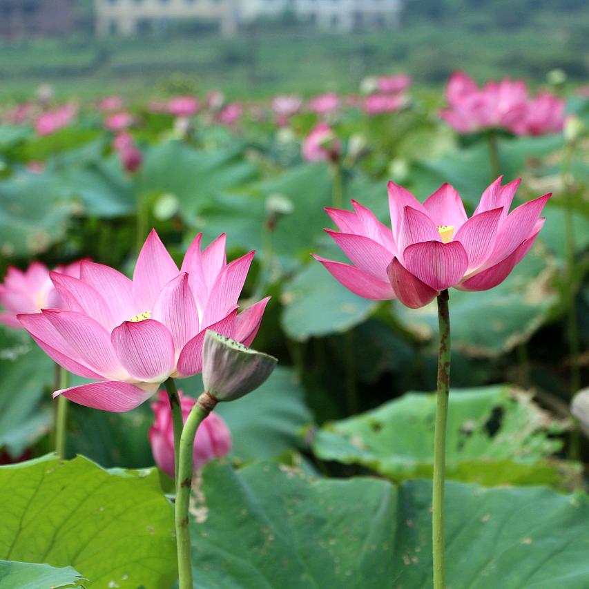 XINBO