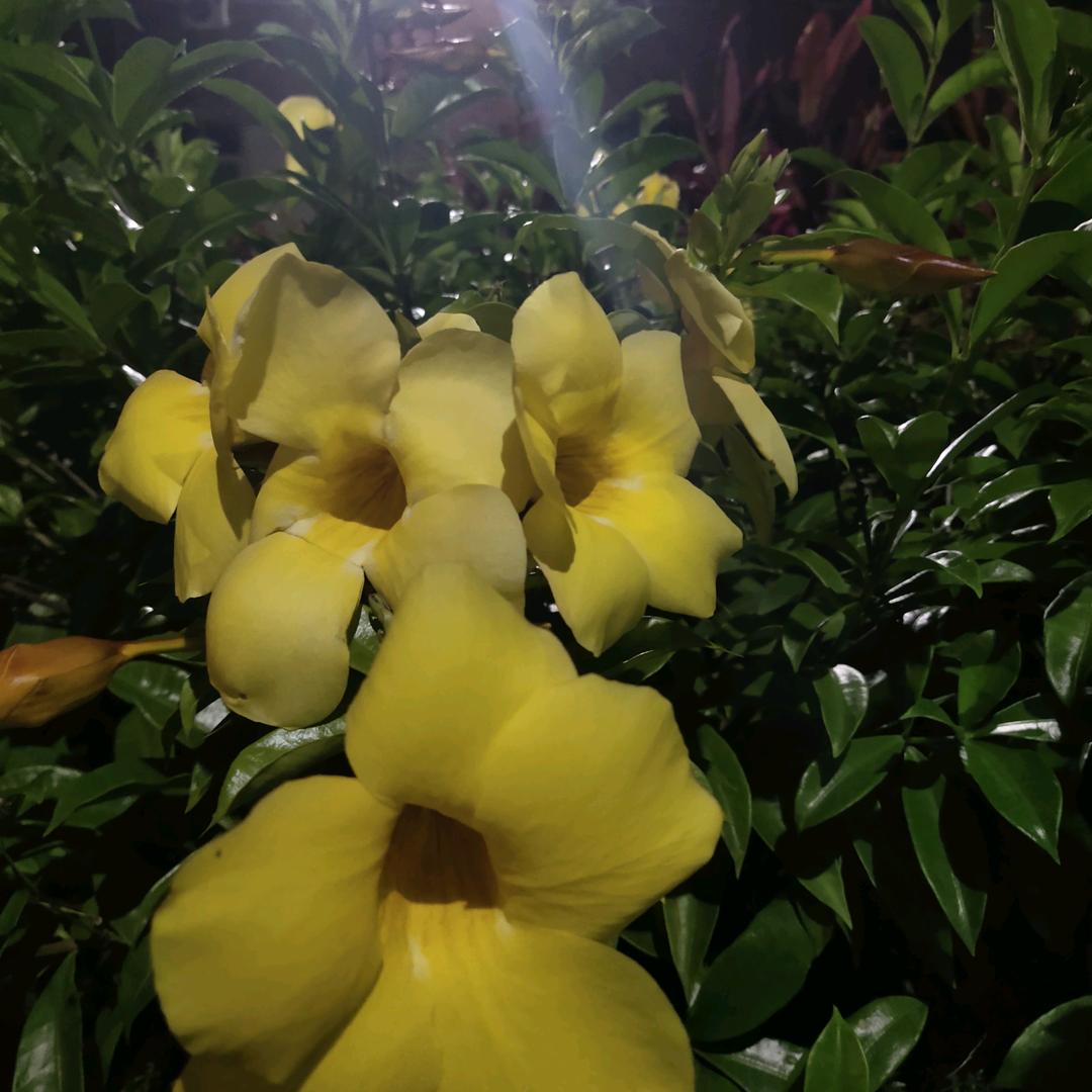 香子约