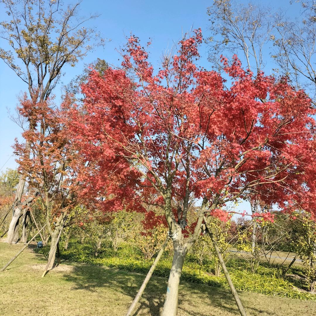小可爱最最美