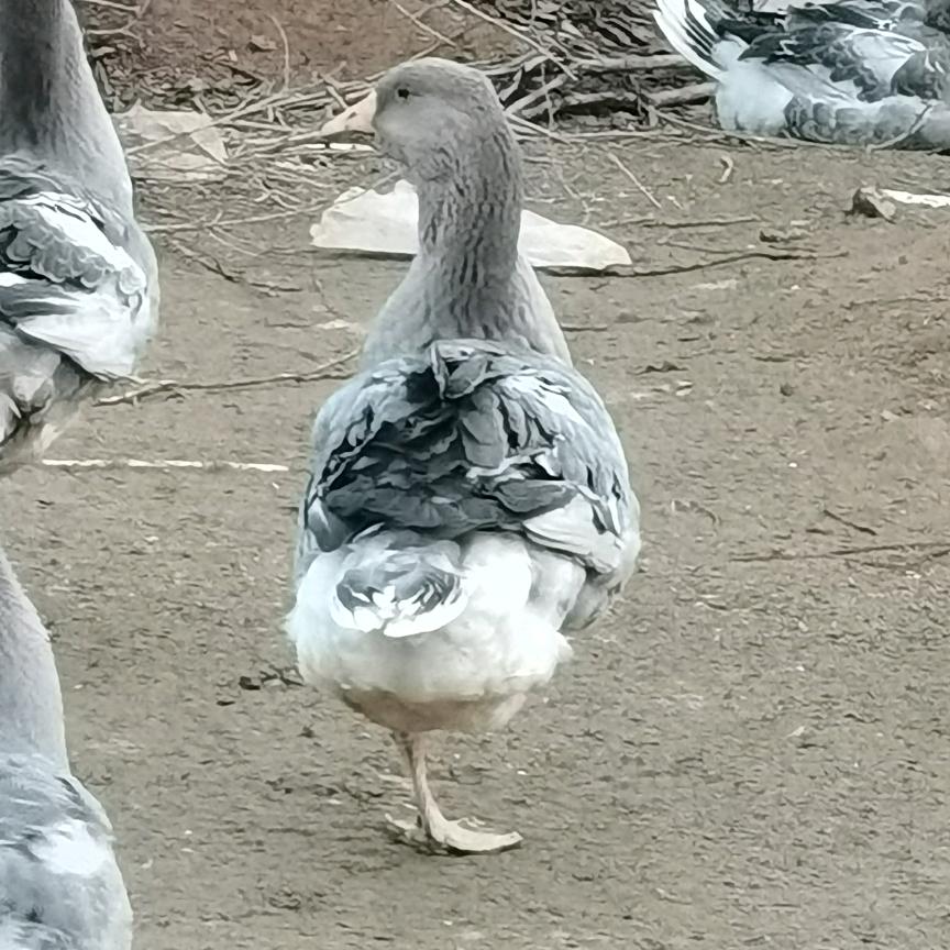 鹅病方案归集者