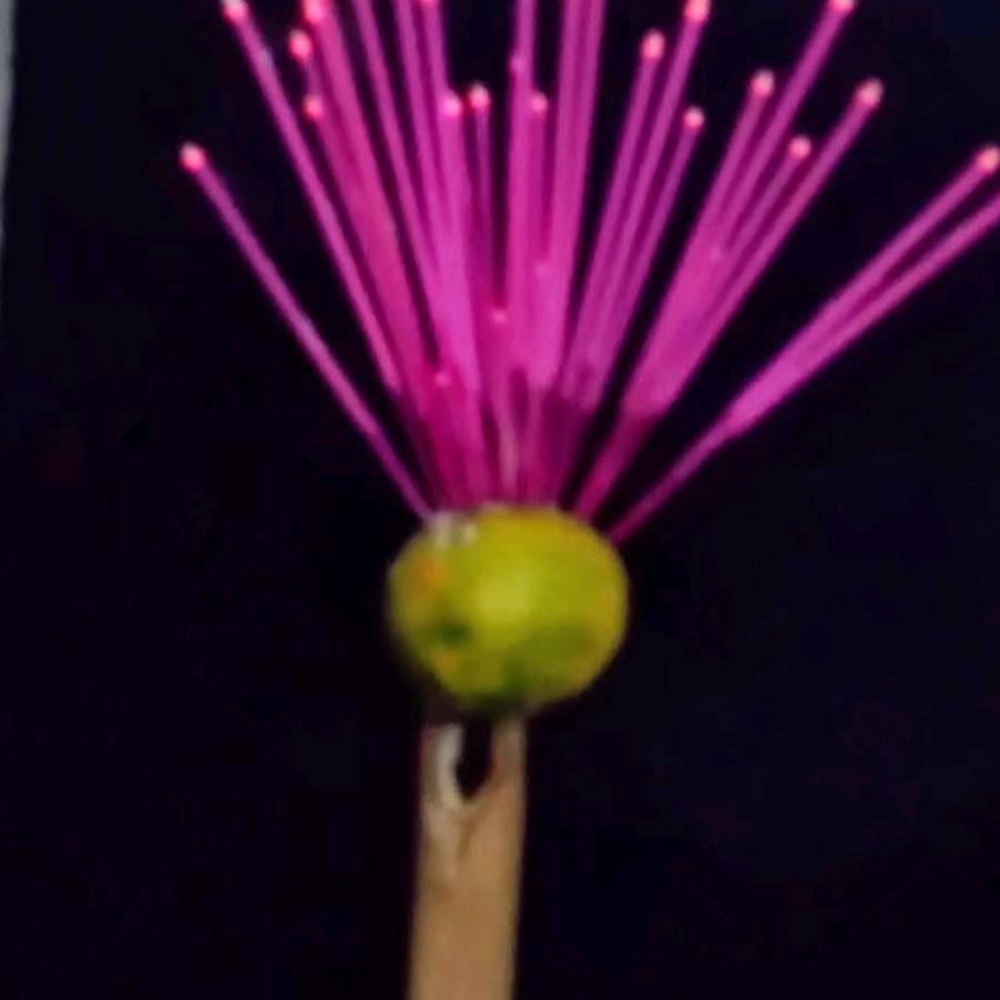 王子