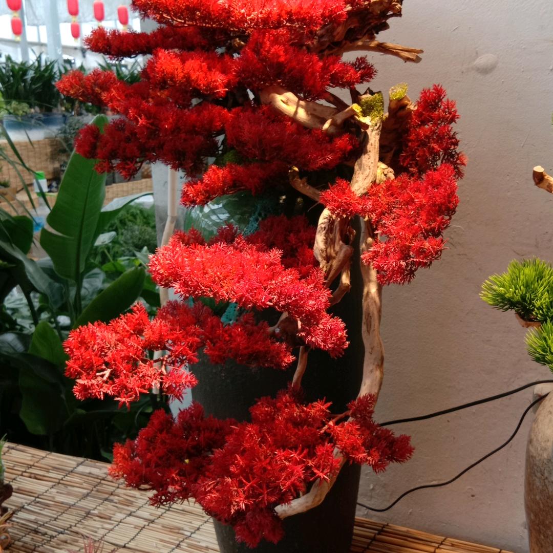 刘梅英