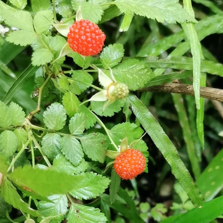 耐思车房销售陈容