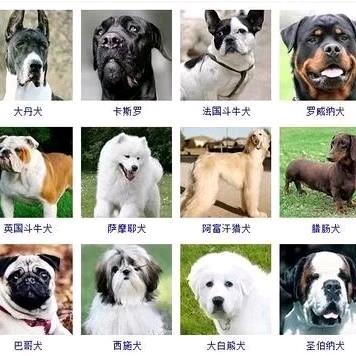 伟达犬舍