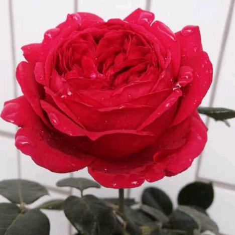 茹姐姐在来宾卖房