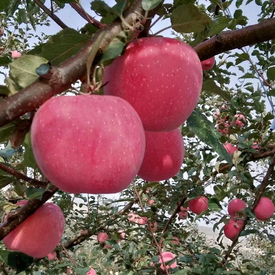 七姐姐🌹🌻🌷