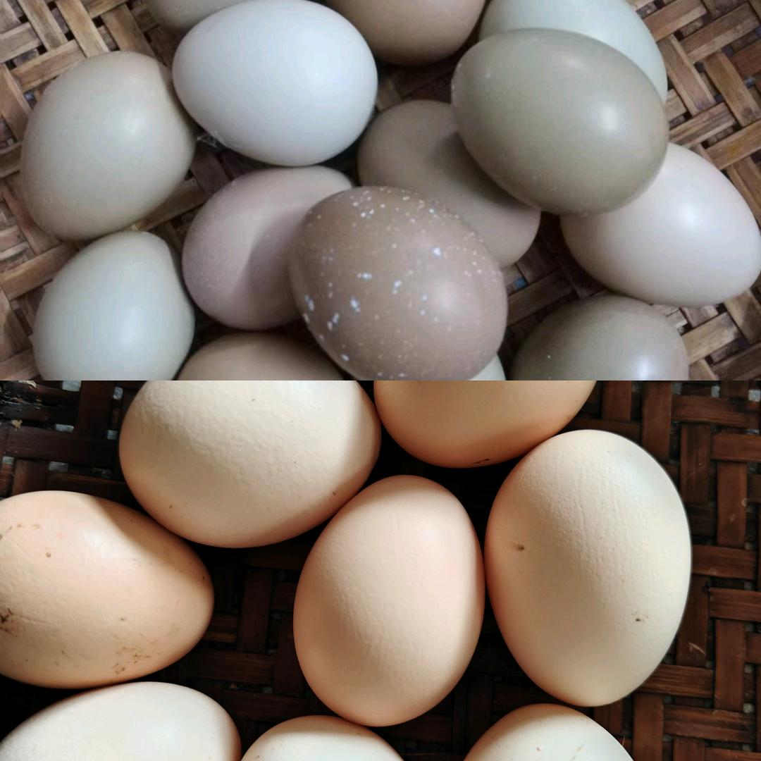 百鸡园的小店