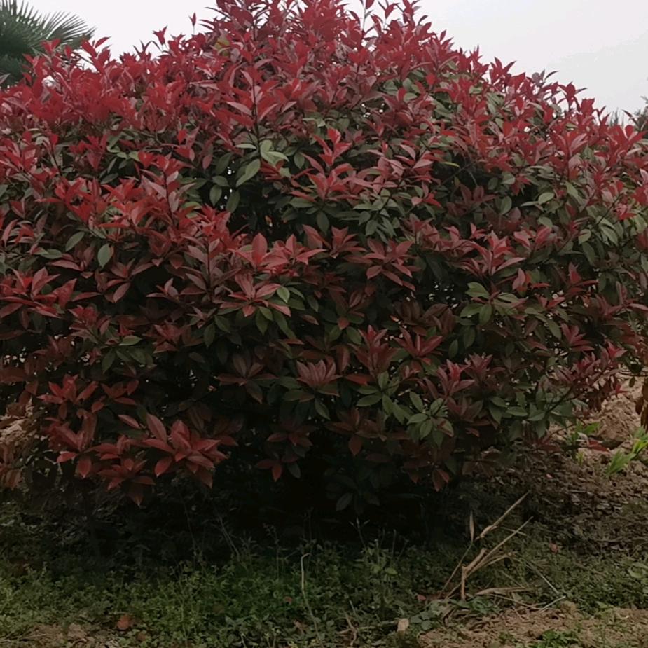 淼鑫垚（严刚纪）