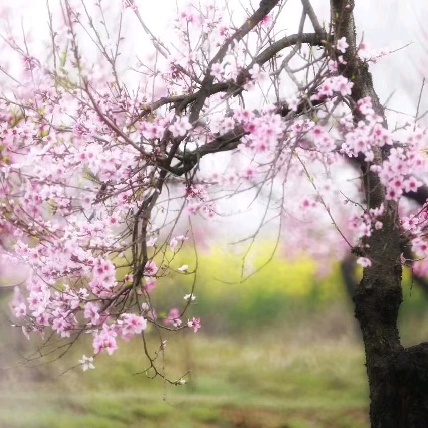 正大小芝