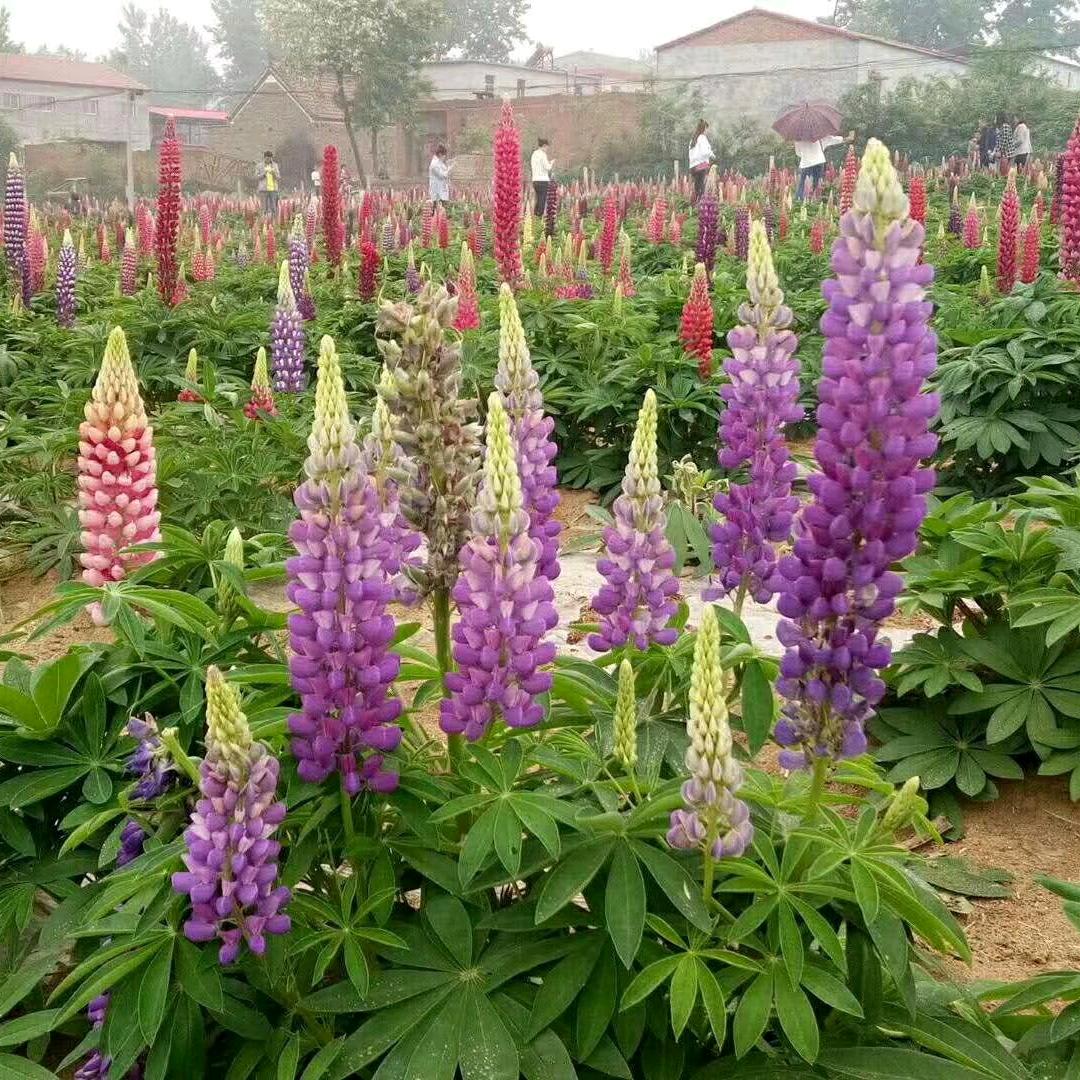 花满蹊花卉