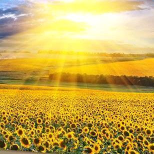 开心听🌻