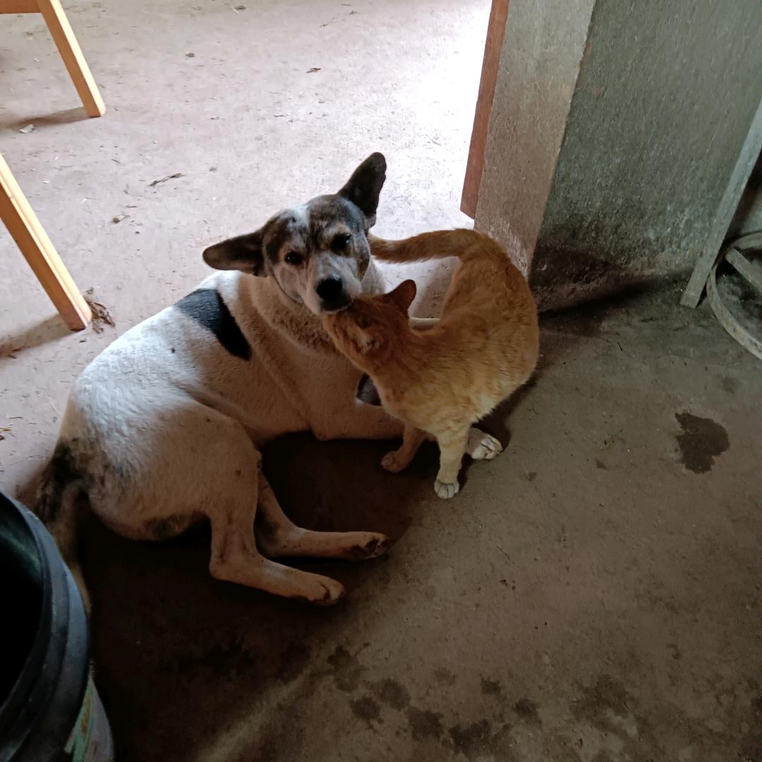 李小