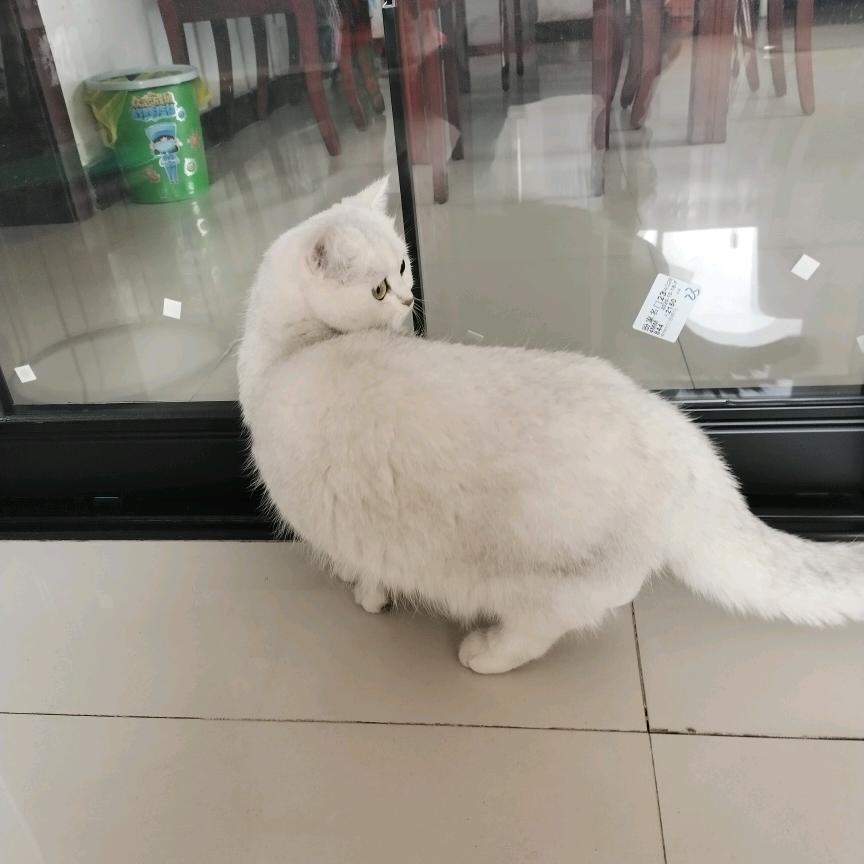 yan