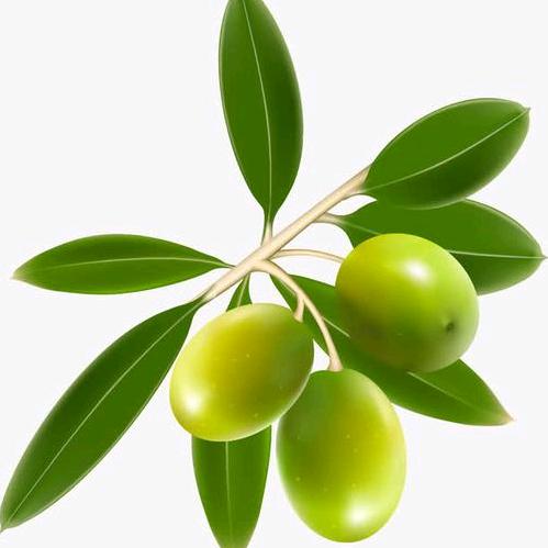 橄榄