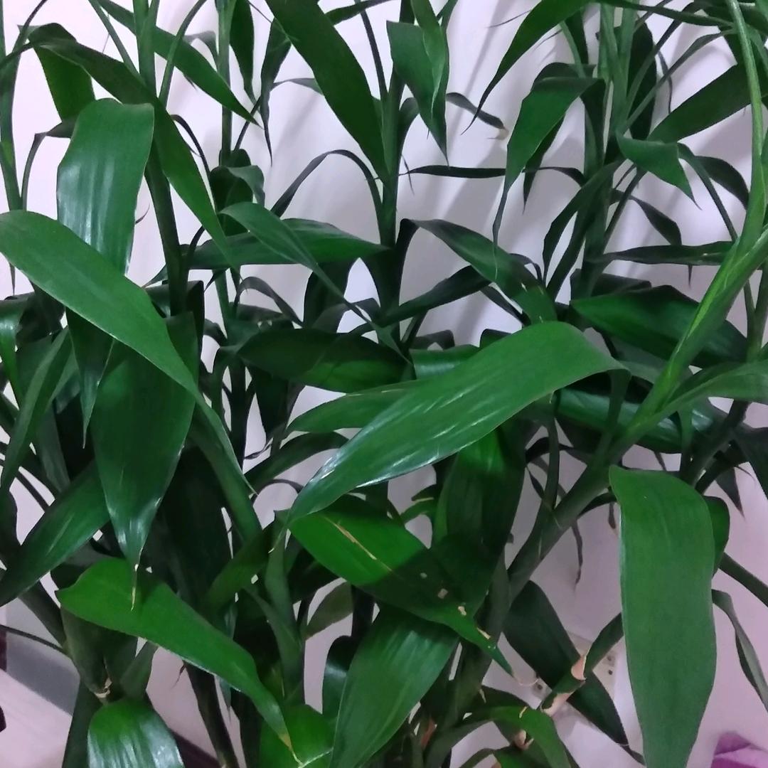青竹
