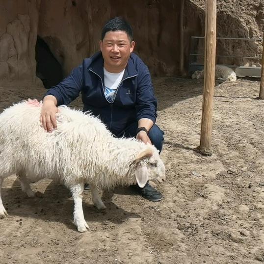 保旺宁夏滩羊肉批发