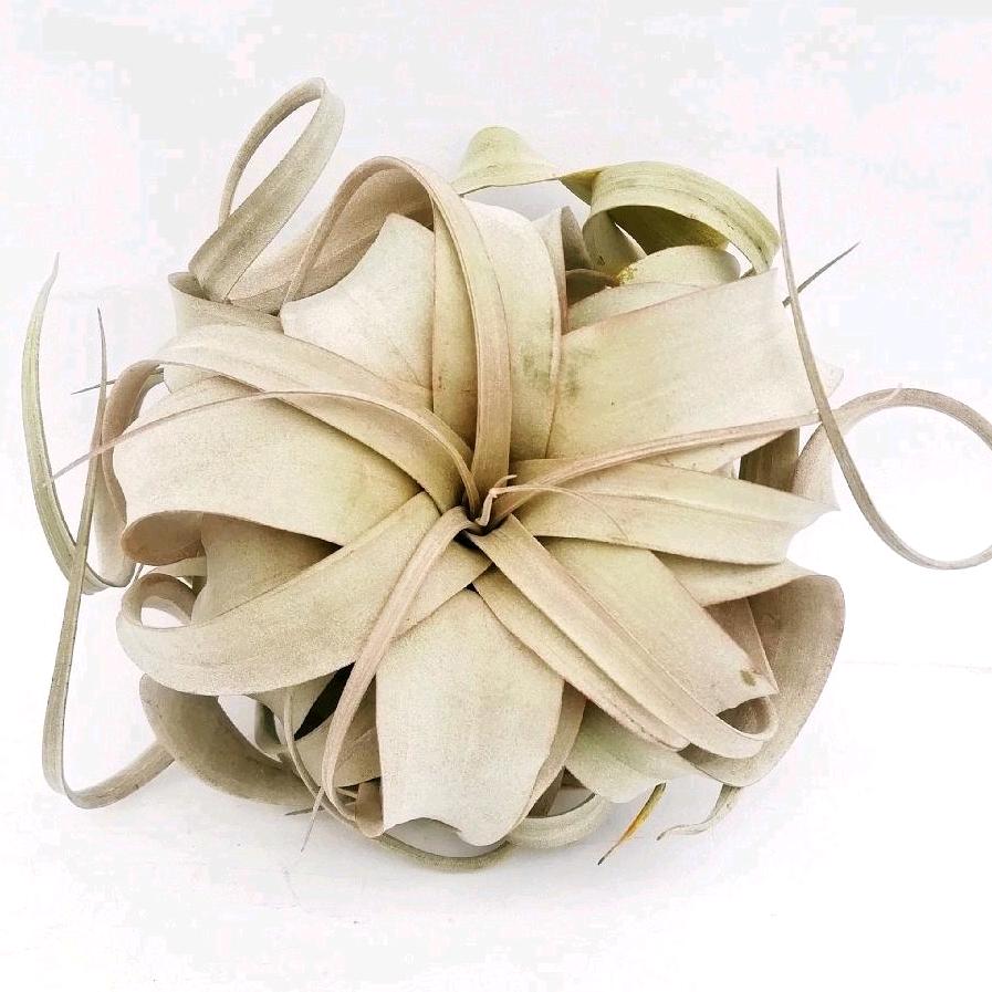 空凤绿植现货基地