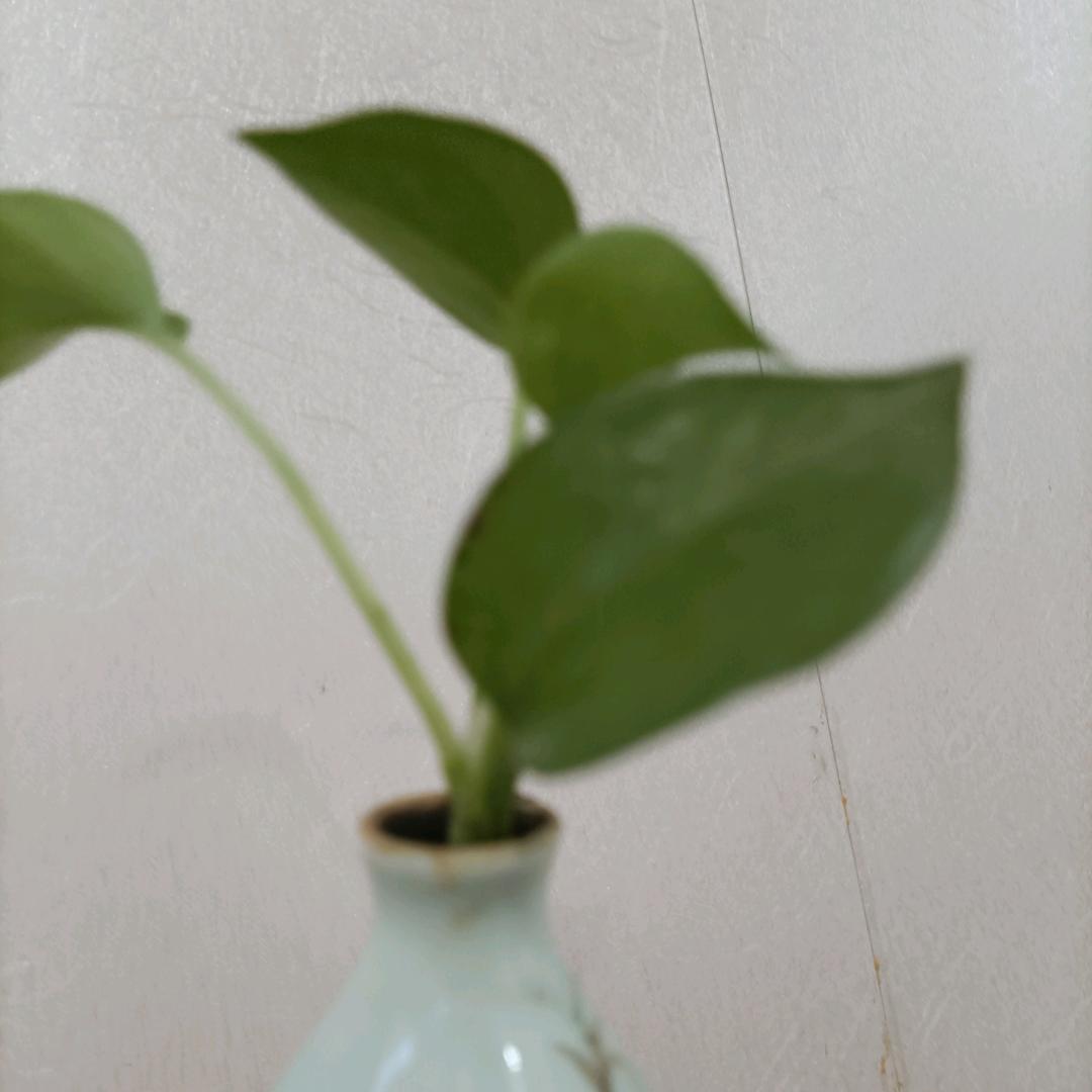 赛赛