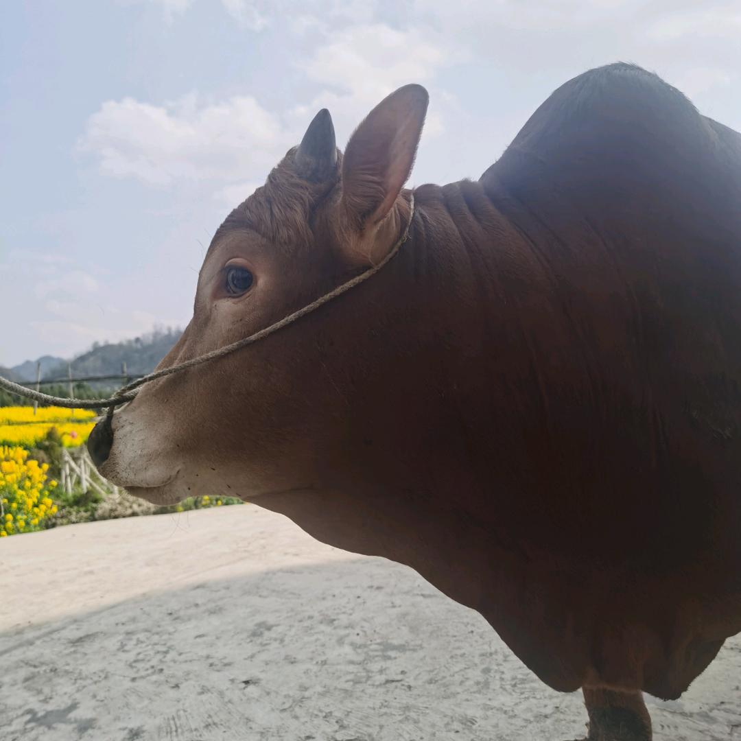 肉牛凉都土黄牛