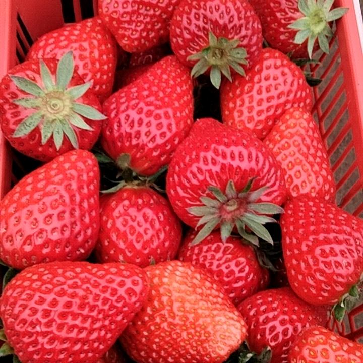 蓬溪县开心草莓采摘园