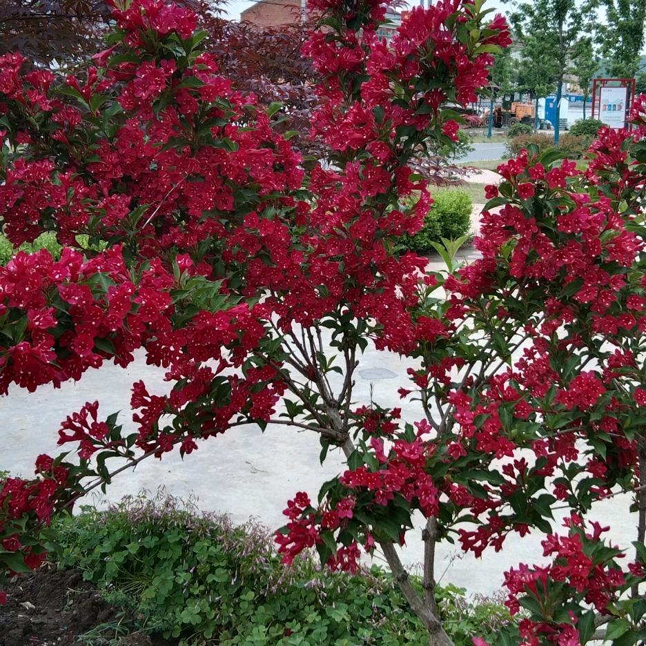 ❤️星语心愿❤️