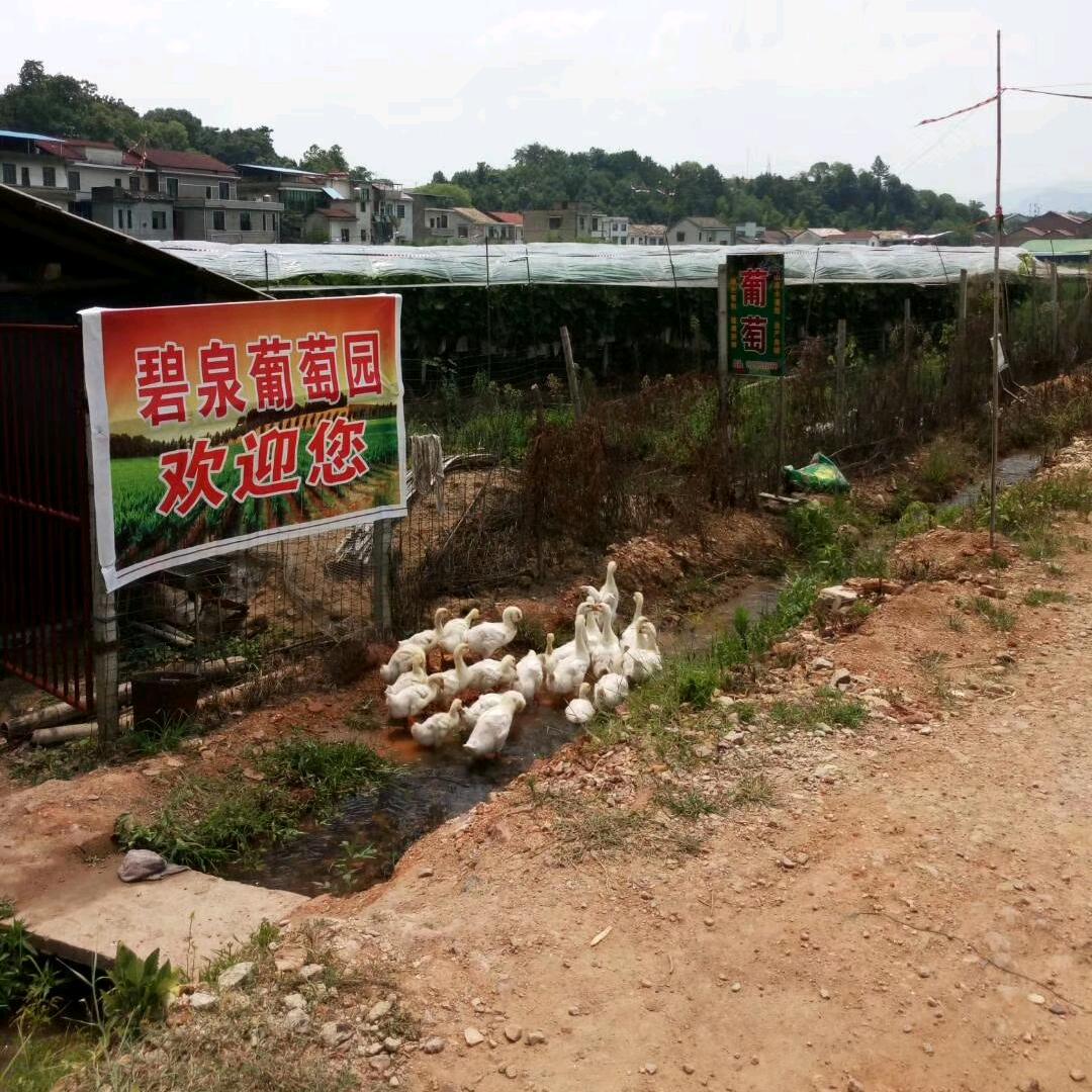 浦口碧泉葡萄园
