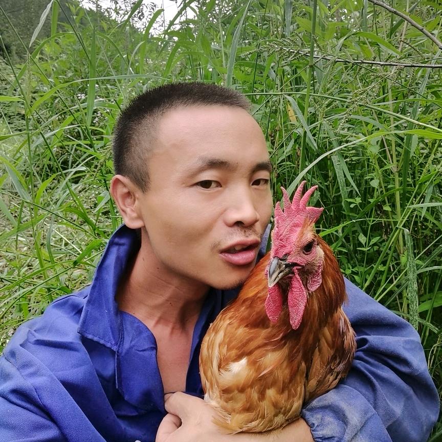 庙安鸡哥